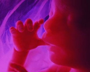 baby in womb